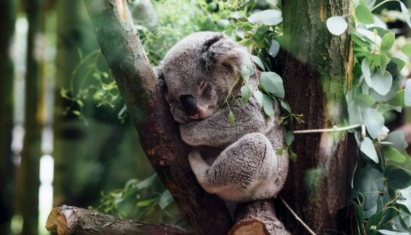 Koala Cuddling Experience Banned at Lone Pine Koala Sanctuary in Australia, Do Koalas Get Stressed When Touched?