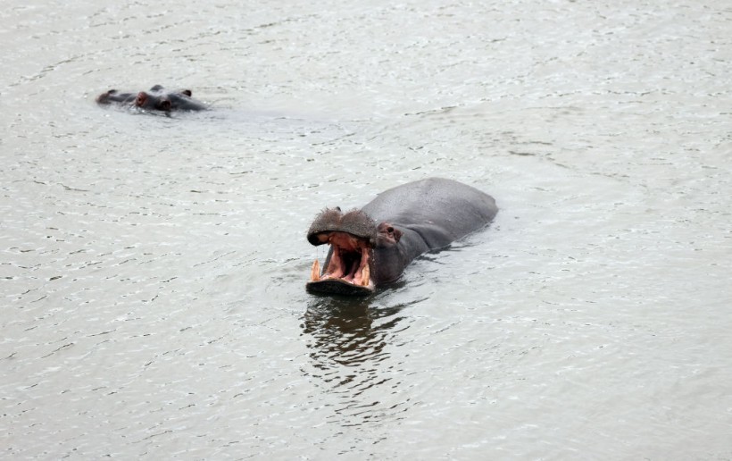 hippopotamus 