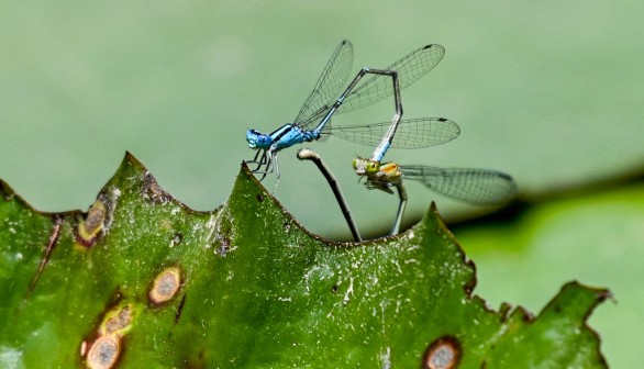 insects in Singapore