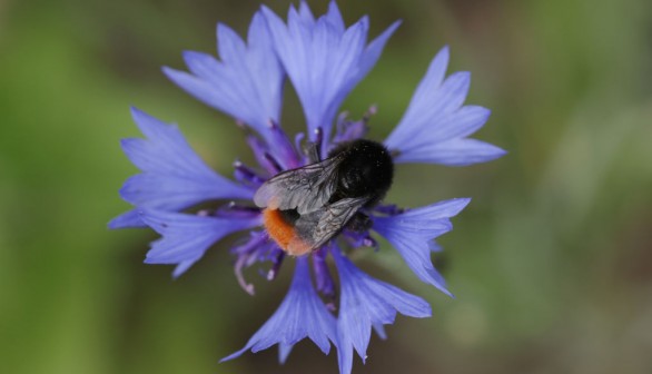 FRANZ Program Promotes Biodiversity In Agriculture