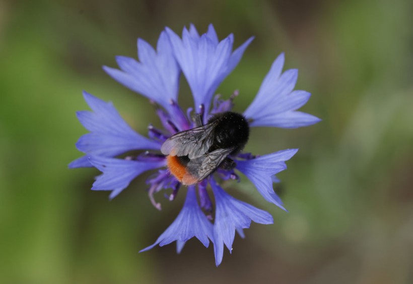 FRANZ Program Promotes Biodiversity In Agriculture