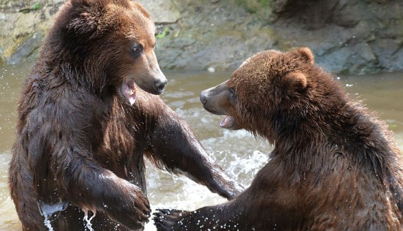 FRANCE-ANIMALS-ZOO-GRIZZLY-BEAR