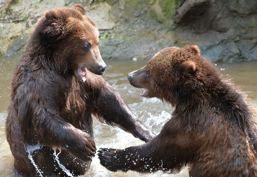 FRANCE-ANIMALS-ZOO-GRIZZLY-BEAR