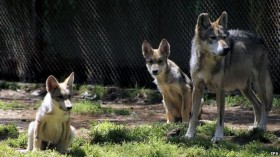 Mexican gray wolf pups