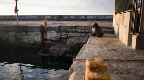 Cape Fur Seals with Rabies Bite Surfers, Swimmers in South Africa; Rabies Disease Outbreak in Marine Mammals Confirmed