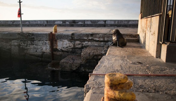 Cape Fur Seals with Rabies Bite Surfers, Swimmers in South Africa; Rabies Disease Outbreak in Marine Mammals Confirmed