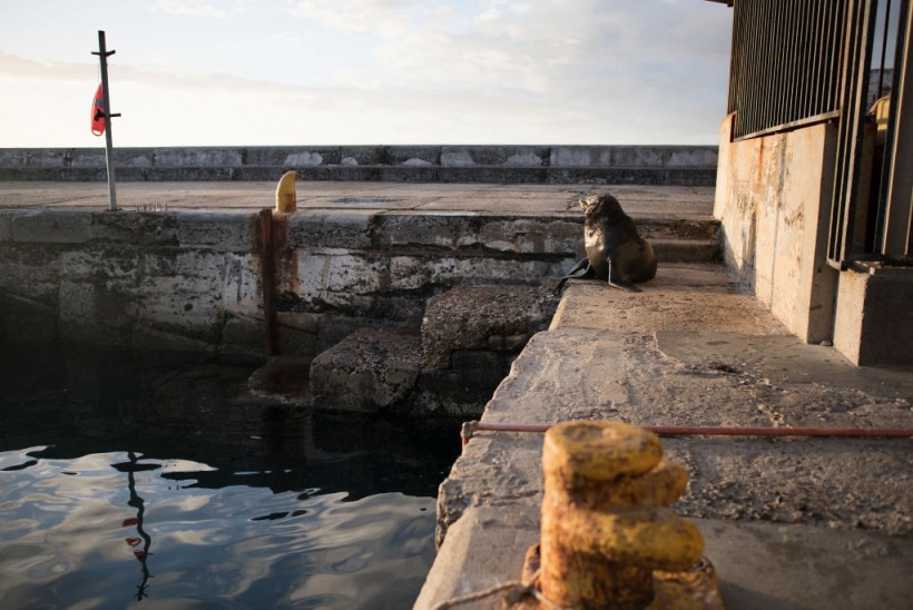 Cape Fur Seals with Rabies Bite Surfers, Swimmers in South Africa; Rabies Disease Outbreak in Marine Mammals Confirmed