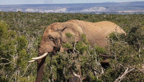 Elephant Tramples to Death Spanish Tourist in South Africa After He Disembarks Car to Take Photos