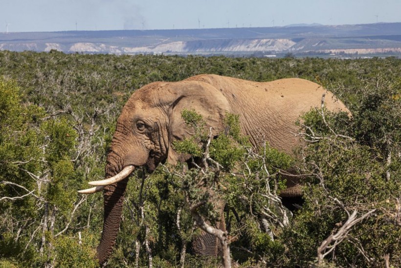 Elephant Tramples to Death Spanish Tourist in South Africa After He Disembarks Car to Take Photos