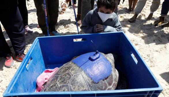 ISRAEL-ENVIRONMENT-CONSERVATION-ANIMALS-TURTLE