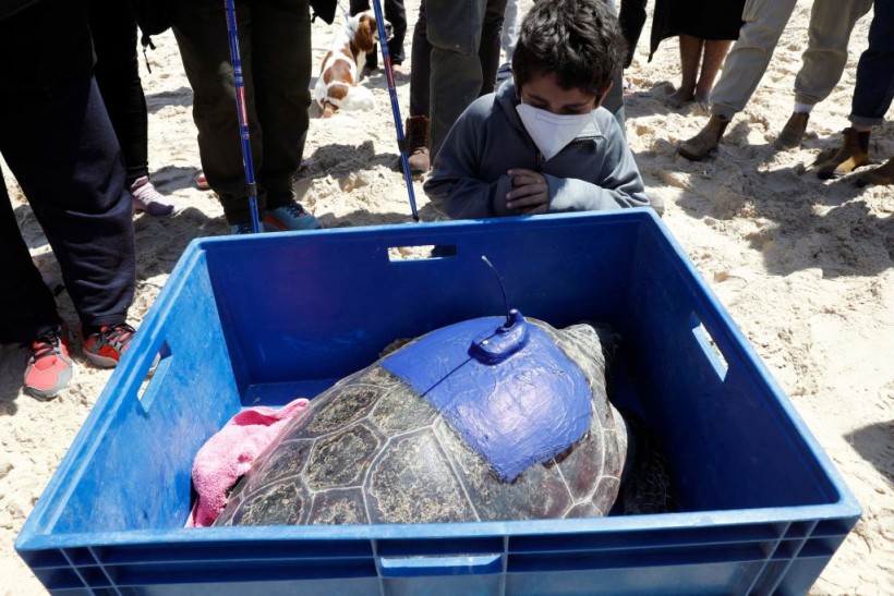 ISRAEL-ENVIRONMENT-CONSERVATION-ANIMALS-TURTLE