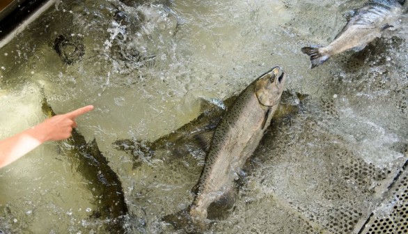 US-ENVIRONMENT-DROUGHT-FISHING