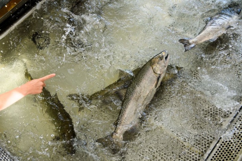 US-ENVIRONMENT-DROUGHT-FISHING