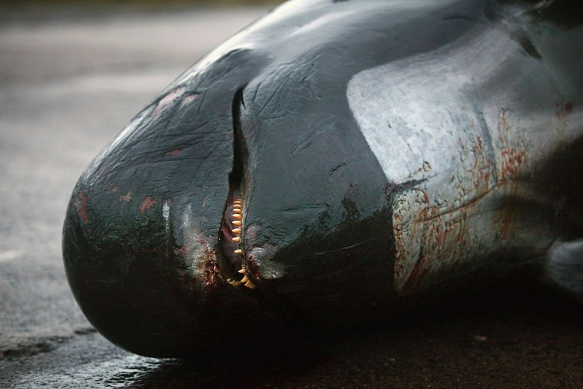 Whale Stranding in Scotland: Experts Blame Orcas After 77 Pilot Whales Washed Up Dead Along Orkney Beach