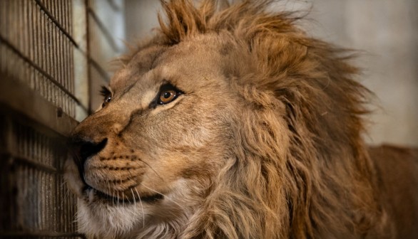 FRANCE-UKRAINE-LIONS-RESCUE