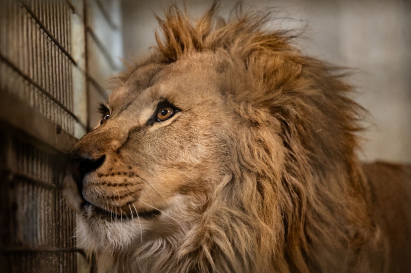 FRANCE-UKRAINE-LIONS-RESCUE