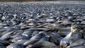 Mass Fish Deaths: Hundreds of Thousands of Fish Have Died at Popular California Lake in Monterey County Since Last Week