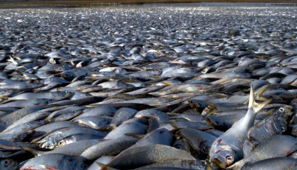 Mass Fish Deaths: Hundreds of Thousands of Fish Have Died at Popular California Lake in Monterey County Since Last Week