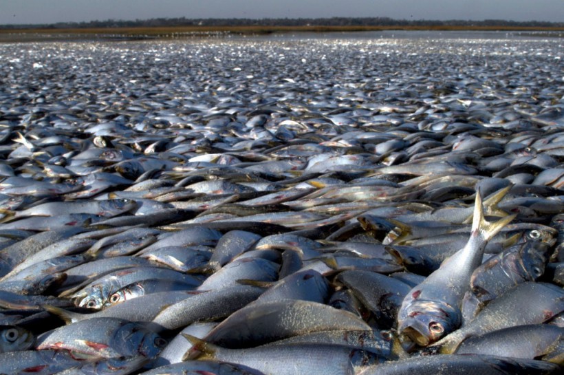 Mass Fish Deaths: Hundreds of Thousands of Fish Have Died at Popular California Lake in Monterey County Since Last Week