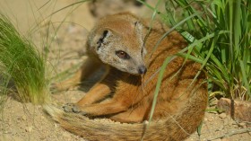 mongoose