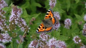 Mobile species are ‘glue’ which connect different habitats together, study finds