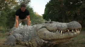 World's Oldest Crocodile: Meet Henry, the 16-Feet Croc With 6 Wives and 10,000 Babies