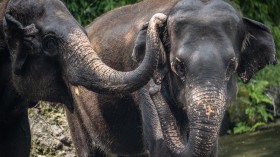 Elephant Trunk Mysteries: Wrinkles Linked to Unique Brain Features in New Study