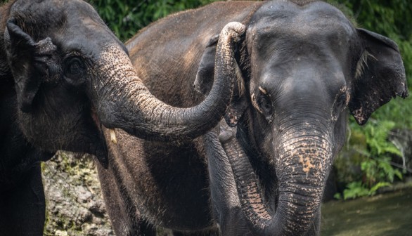 Elephant Trunk Mysteries: Wrinkles Linked to Unique Brain Features in New Study