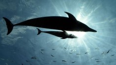 Bottlenose Dolphins in Florida, Louisiana Found Exhaling Microplastic Fibers