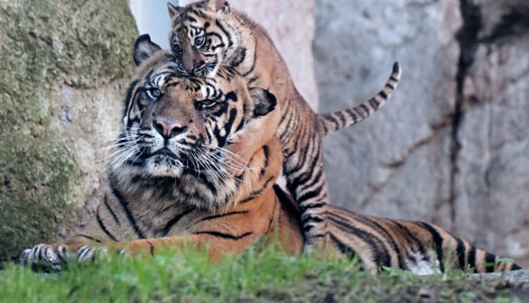 Birth of Four Critically Endangered Sumatran Tigers Cubs Confirmed by Polish Zoo