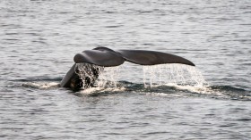 Rare North Atlantic Right Whales Experience 4% Population Growth, Conservationists Urge More Action