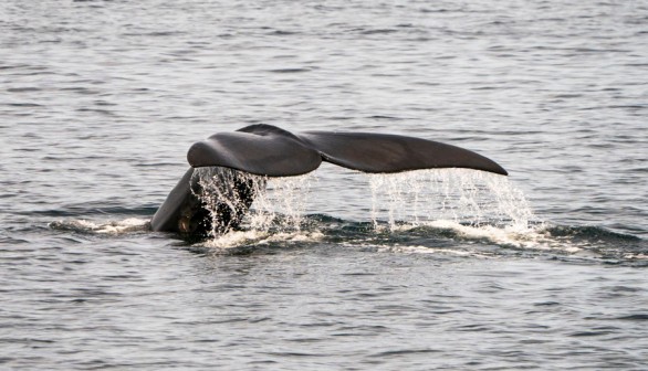 Rare North Atlantic Right Whales Experience 4% Population Growth, Conservationists Urge More Action