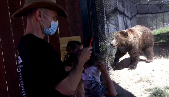 Beloved Grizzly 399, the World’s Most Famous Bear, Dies After Being Struck by Vehicle