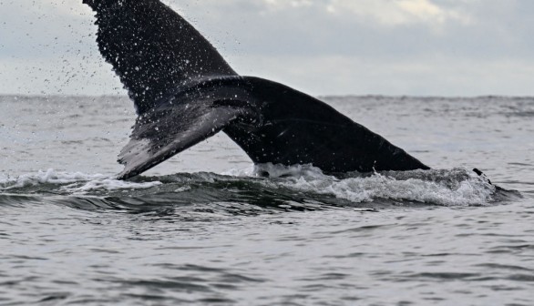 California Delays Dungeness Crab Season for 7th Year to Protect Humpback Whales