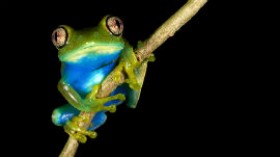 Barbour's forest tree frog (Leptopelis barbouri)