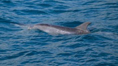 Dolphin Remains Discovered on Jersey Shore Prompt Federal Inquiry