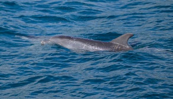 Dolphin Remains Discovered on Jersey Shore Prompt Federal Inquiry