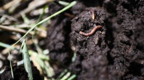 Bio-Based Materials Harmful to Earthworms Vital for Ecosystem Health, Study Warns