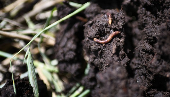 Bio-Based Materials Harmful to Earthworms Vital for Ecosystem Health, Study Warns