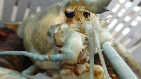 white lobster