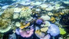 World’s Biggest Coral, Hidden Beneath Solomon Islands Waters, Revealed by Diver