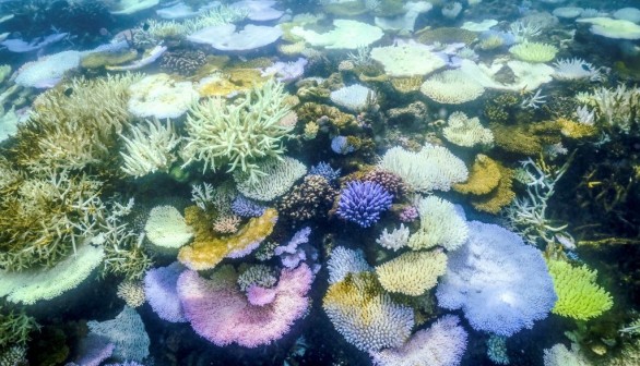 World’s Biggest Coral, Hidden Beneath Solomon Islands Waters, Revealed by Diver