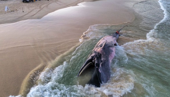 How Long Does It Take for Dead Whales to Decompose in the Ocean?