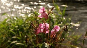 Himalayan balsam 