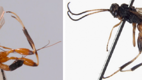 New Parasitic Wasp Discovered in China