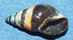 Banded Snail