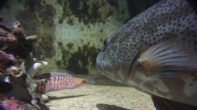 coral trout