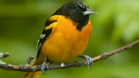 Baltimore oriole