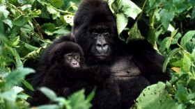 mountain gorilla