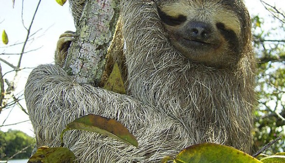 Sloth 